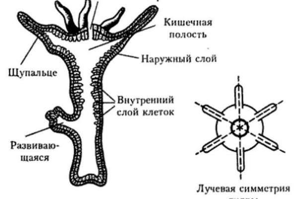Ссылка на сайт omg